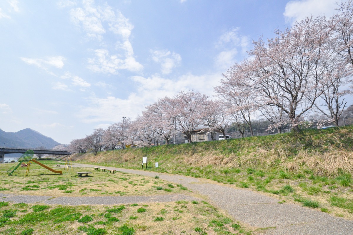 桂川新田地区近隣公園の桜 写真4