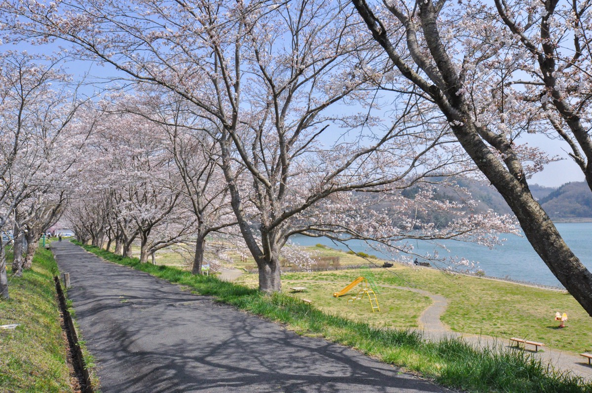 桂川新田地区近隣公園の桜