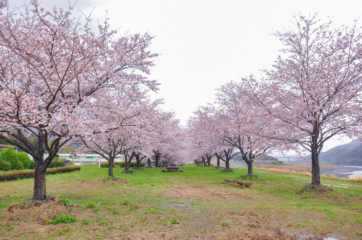 南部の郷 河川敷の桜 写真2