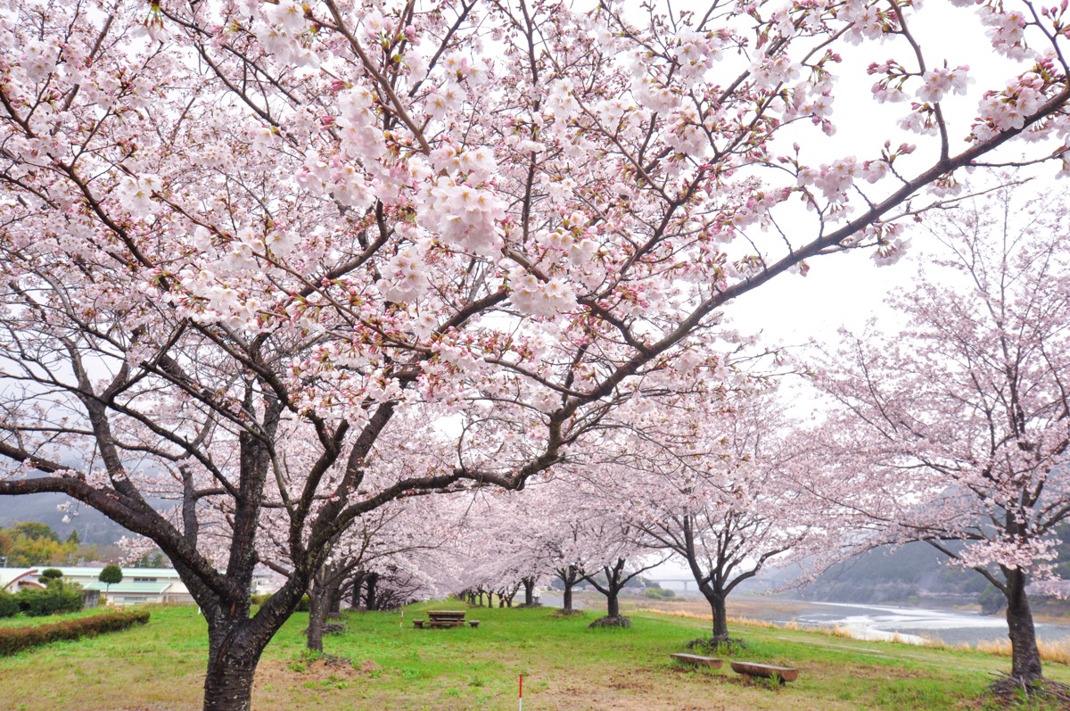 南部の郷 河川敷の桜