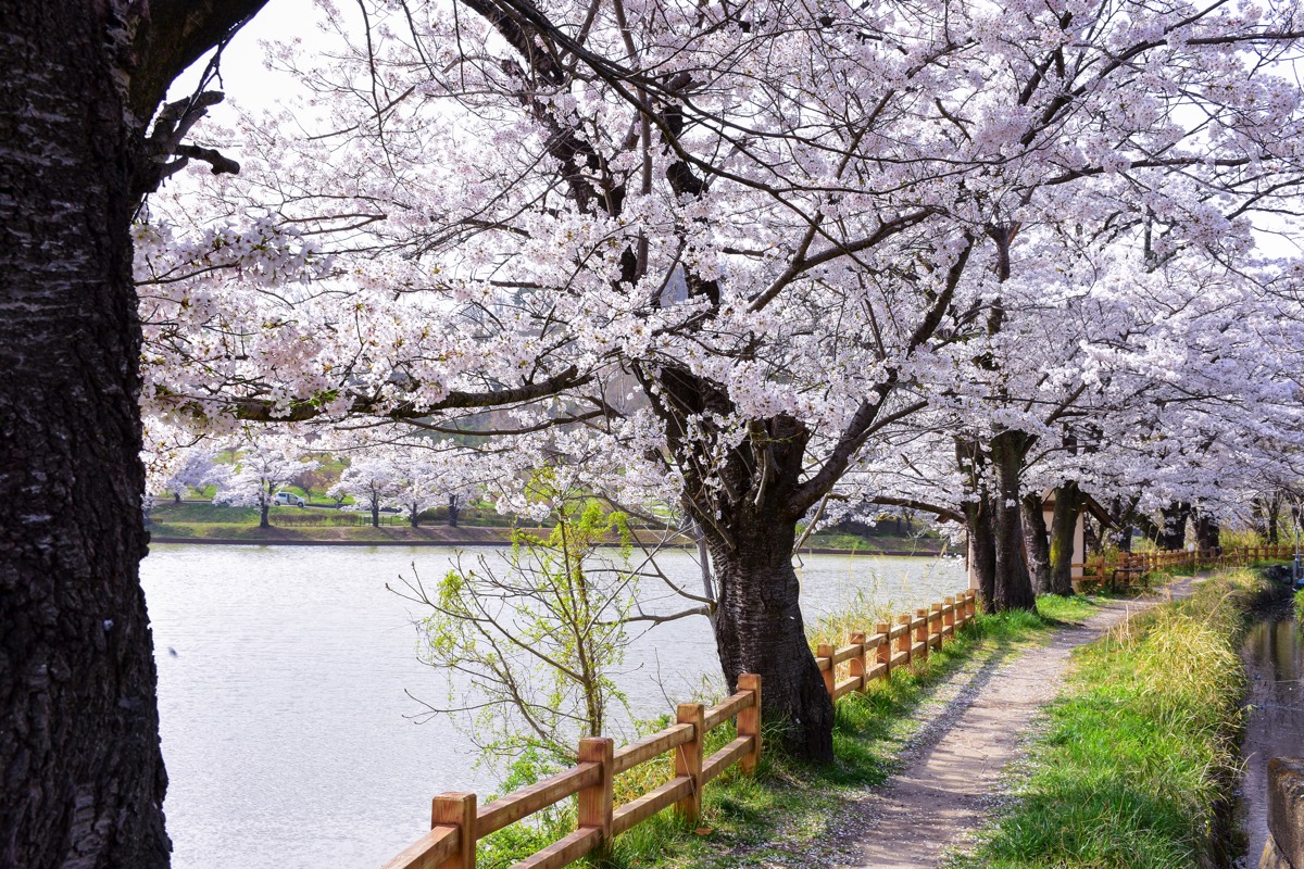 矢木羽湖公園の桜