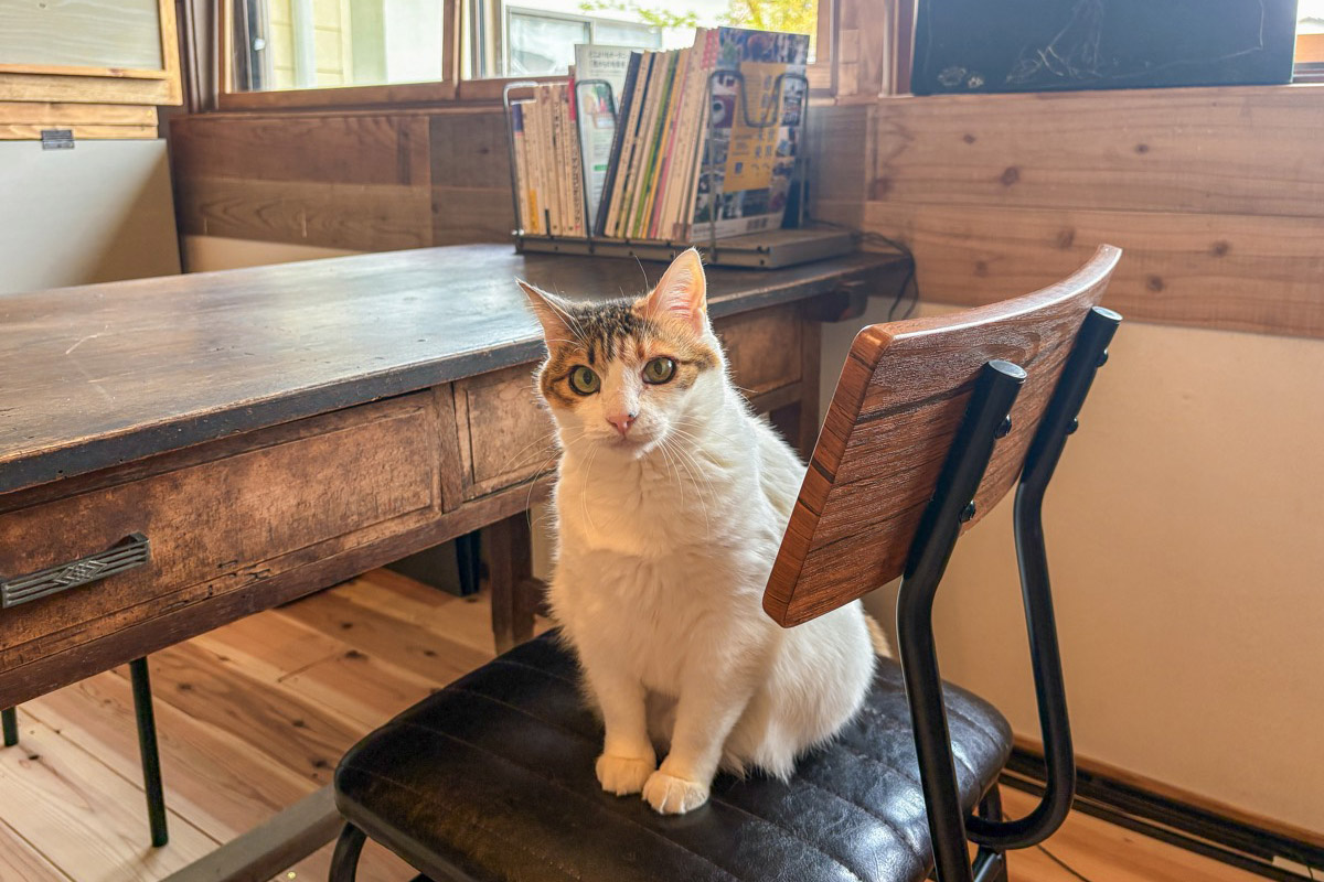 books to curry 猫のしっぽ